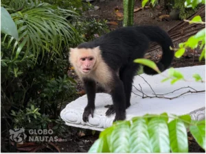 White faced capuchin monkey in Manuel Antonio, Costa Rica
