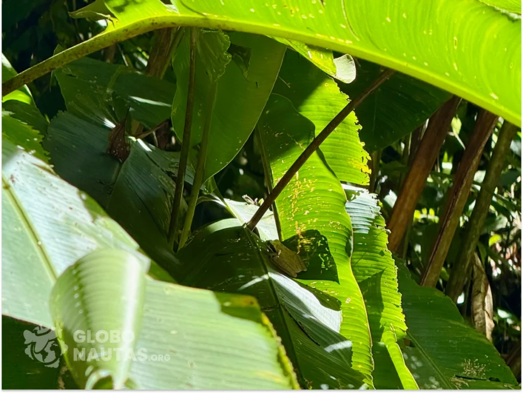 Frog spotted in Manuel Antonio National Park, Costa Rica