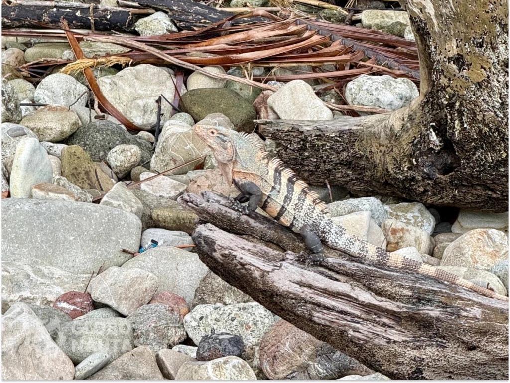 Iguana spotted in Manuel Antonio National Park in Costa Rica