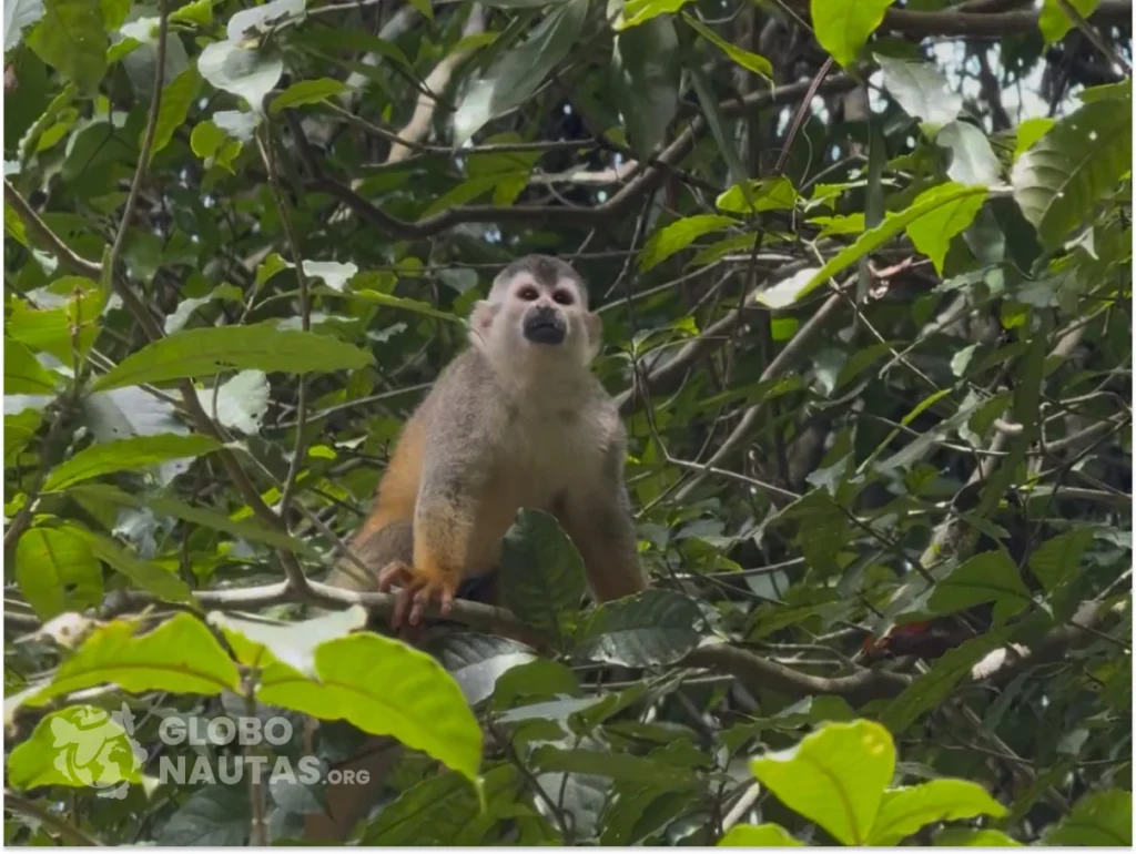 Squirrel Monkey in Manuel Antonio National Park in Costa Rica